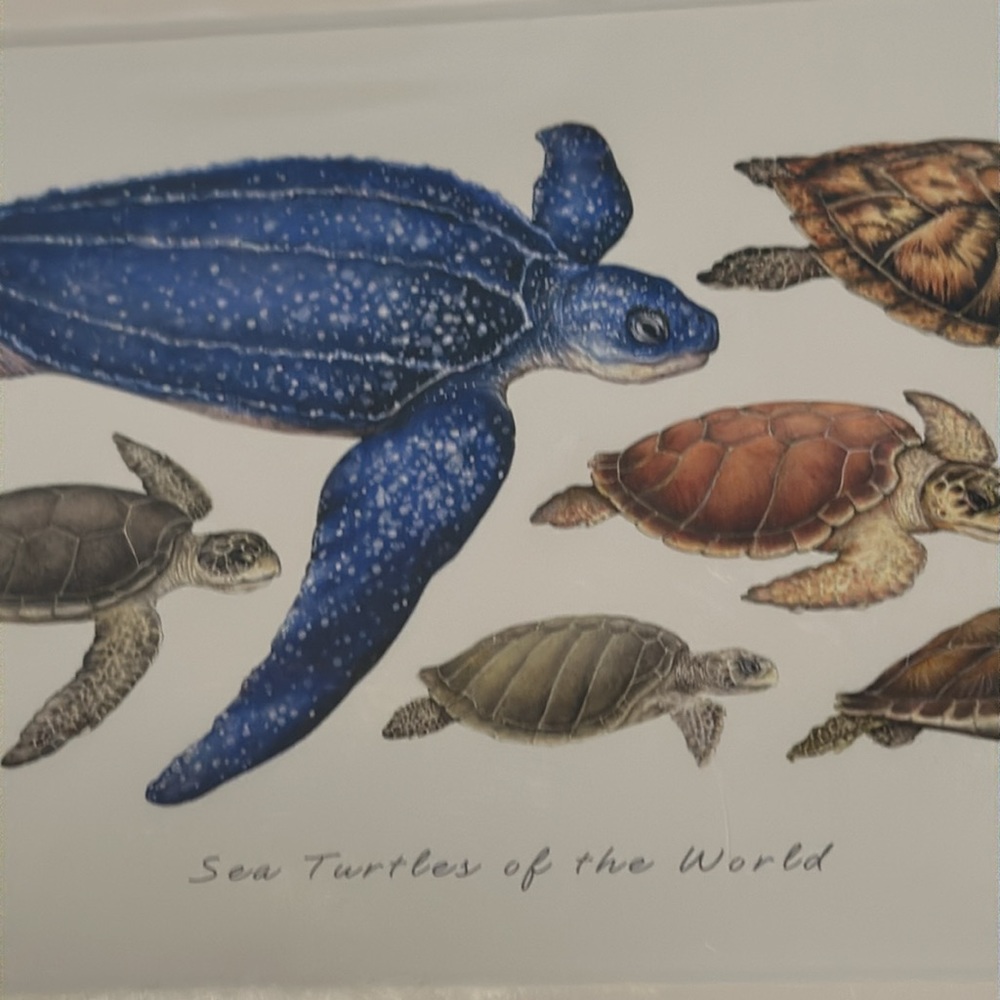 Nina Gentile Matted Giclee SEA TURTLES OF THE WORLD 8x10 and Gen Sherman photo - Picture 4 of 7